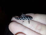 Hypancistrus
