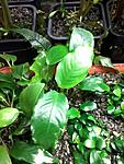 Anubias barteri var. nana 'bonzai'
