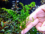 Asplenium cf. normale   Crepidomanes Auriculatum