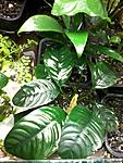 Anubias barteri var. coffeefolia