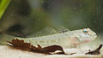  ; Proterorhinus semilunaris