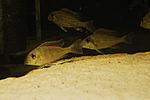 G. brachybranchus 0150
