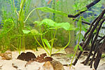huralnya biotope aqua 18 11 2016 2