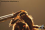 Brachypelma albopilosum, , 