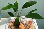 anubias heterophylla