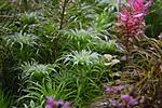 DSC 0274A
