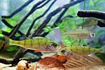  ; Perca fluviatilis