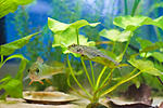 Proterorhinus semilunaris and Perca fluviatilis