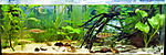 huralnya biotope aqua 18 11 2016 3
