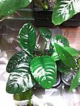 Anubias barteri var. coffeefolia