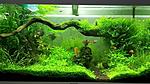 aquascaping juwel rio125