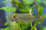 ; Scardinius erythrophthalmus