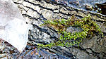 Huralnya new plants