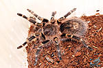 Grammostola pulchra