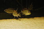 G. brachybranchus 0148