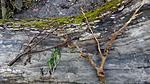 Huralnya new plants