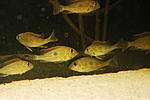 G. brachybranchus 0151