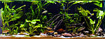 huralnya biotope 27 10 2016