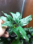 Anubias barteri var. glabra minima