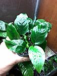 Anubias barteri var. nana