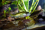 huralnya biotope 27 10 2016 4