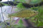  ; Pseudorasbora parva