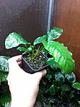 Anubias barteri var. nana Wrinkled Leaf.