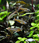 DSC0009
