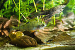 huralnya biotope 27 10 2016 3