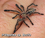 Iridopelma
