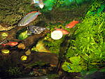   Tetra Tips ( - :)