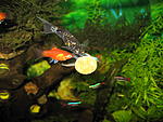   Tetra Tips ( - :)