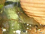   (Macrobrachium assamense) -