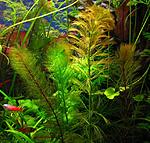 Myriophyllum-