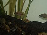 DSCN0954