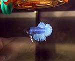 IMG 7433