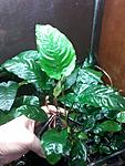 Anubias barteri var. nana Wrinkled Leaf.