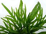   Trident (Microsorum pteropus Trident)