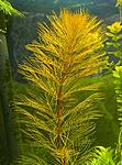   (Myriophyllum sp. Roraima)