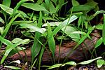   (Cryptocoryne parva)