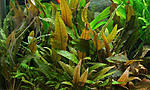   (Cryptocoryne wendtii )