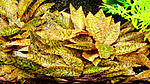   (Cryptocoryne nurii Luminous Green)