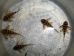 Hypancistrus L333 Gold Line