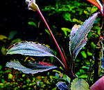 DSCF4462