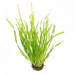   (Vallisneria spiralis)