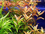  ( Rotala indica)