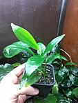 Anubias barteri var. glabra