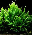    (Microsorum pteropus 'narrow leaf')