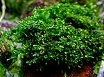 Moss foliose liverwort Bodok