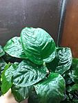 Anubias batterfly
